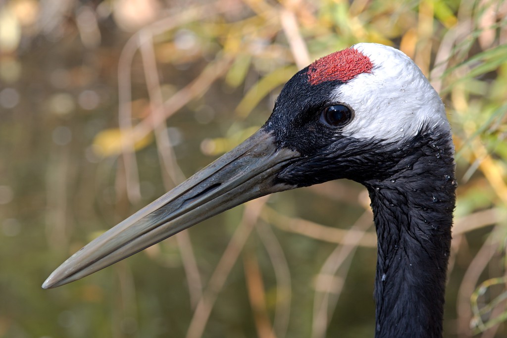 vogels vogel hdr fauna natuur aves zang vliegen vrij